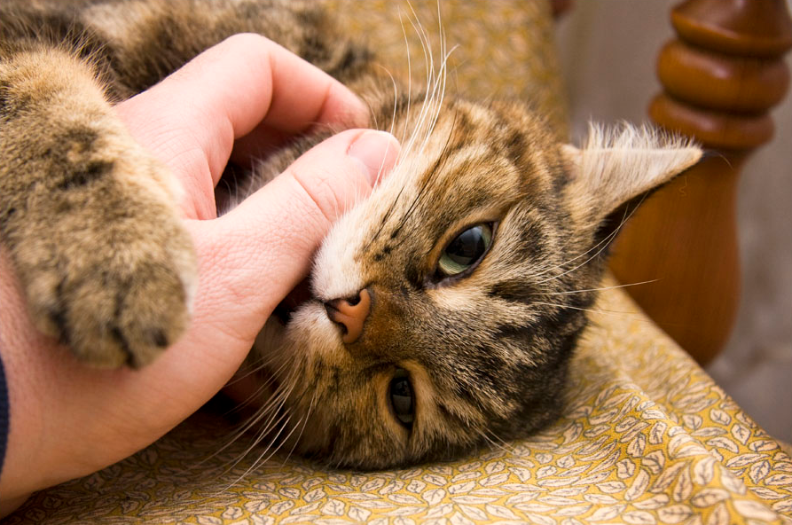 Caricias para la gata
