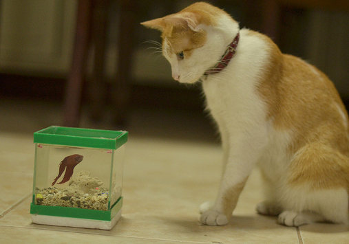 Gato y pez
