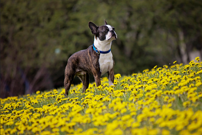 aspecto del terrier de Boston