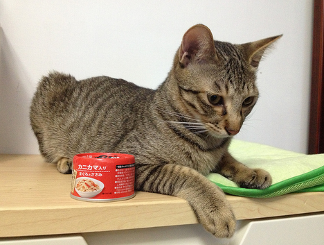 conservas asiáticas para gatos
