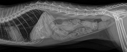 radiografía en la obstrucción intestinal en gatos