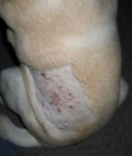 eczema en el perro