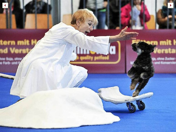 Exposición canina
