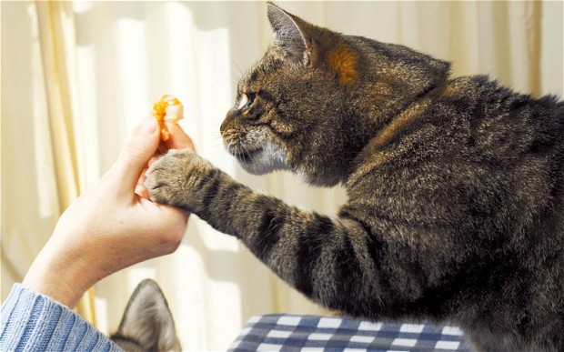 cuidado del gato