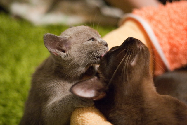 gatitos burmeses