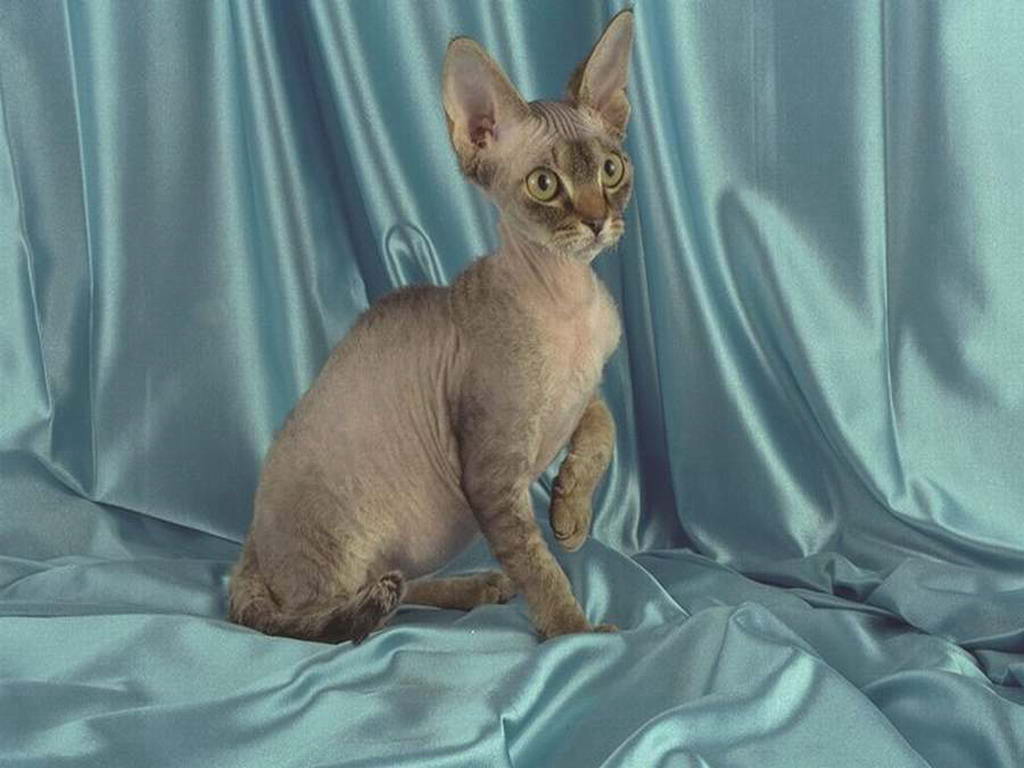 Historia del origen de los gatos de la raza German Rex