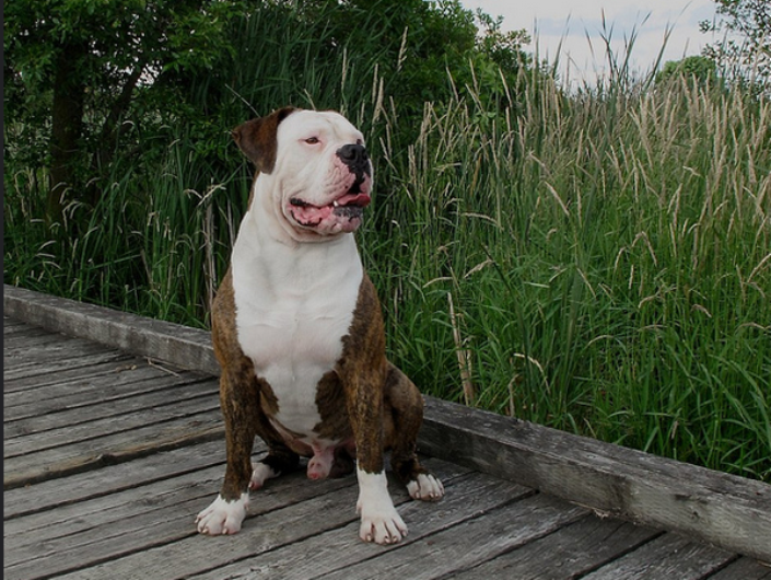 adiestramiento del bulldog americano