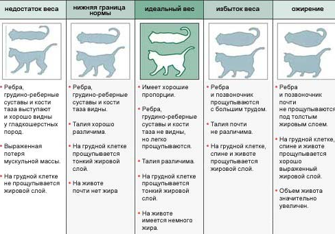 Criterios para determinar el estado del gato