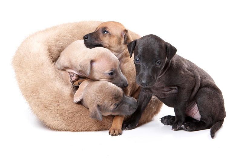 cachorros de la raza lebrel italiano