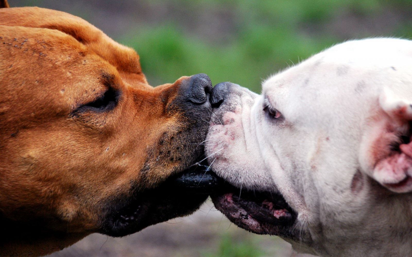 apareamiento de perros
