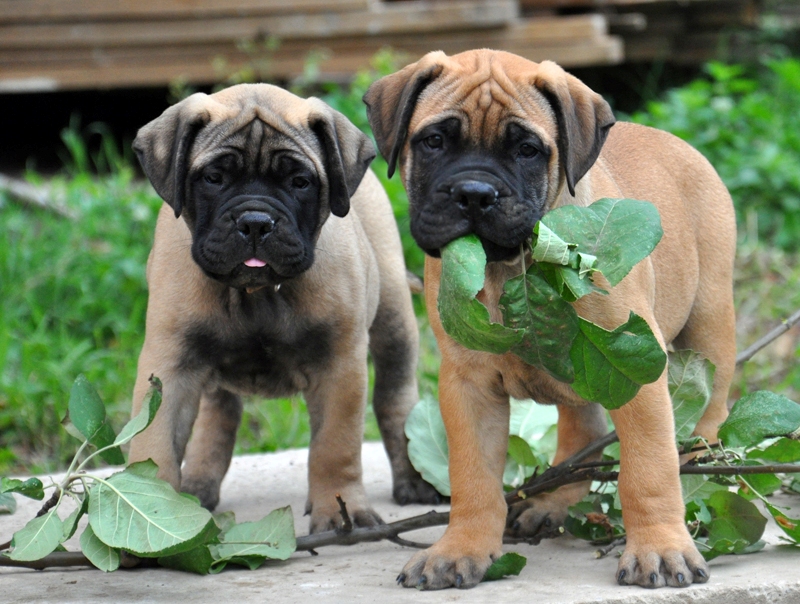cachorros de raza Bullmastiff