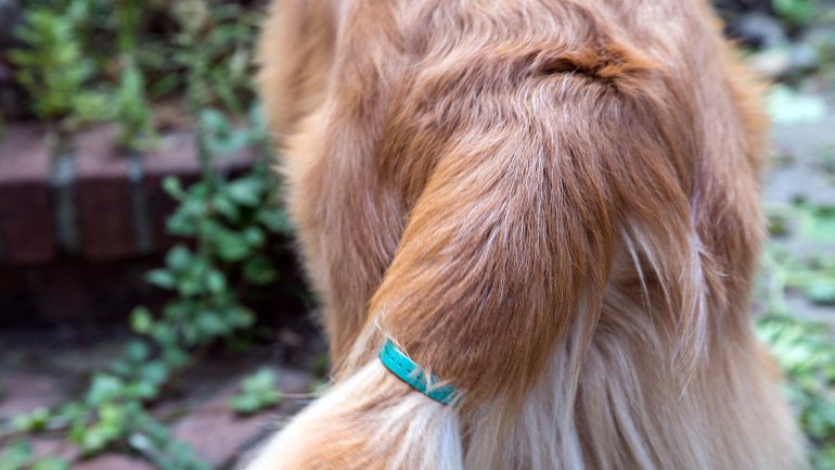 dispositivo para traducir emociones caninas