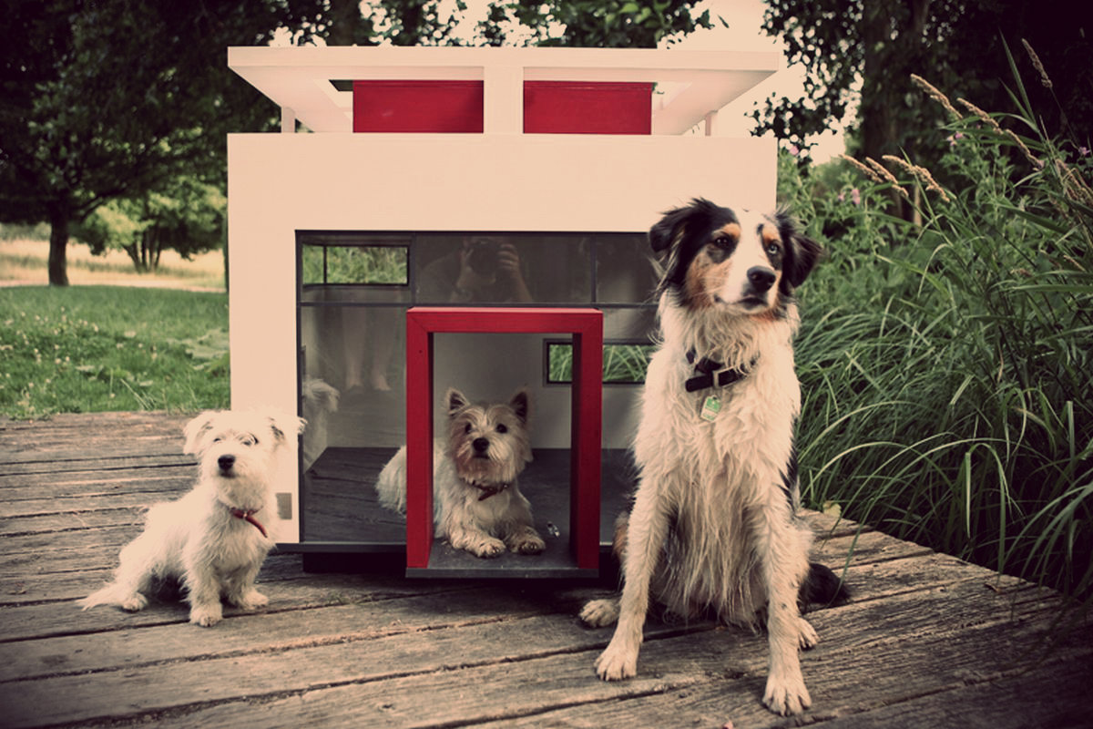 caseta para perros