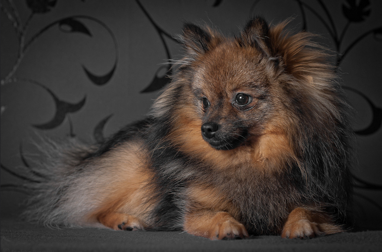 Spitz alemán pequeño