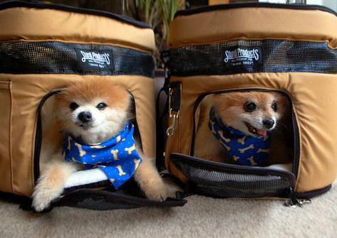 Transportines para perros