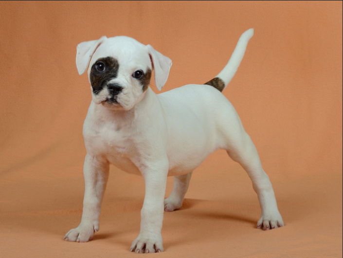 cachorros de bulldog americano