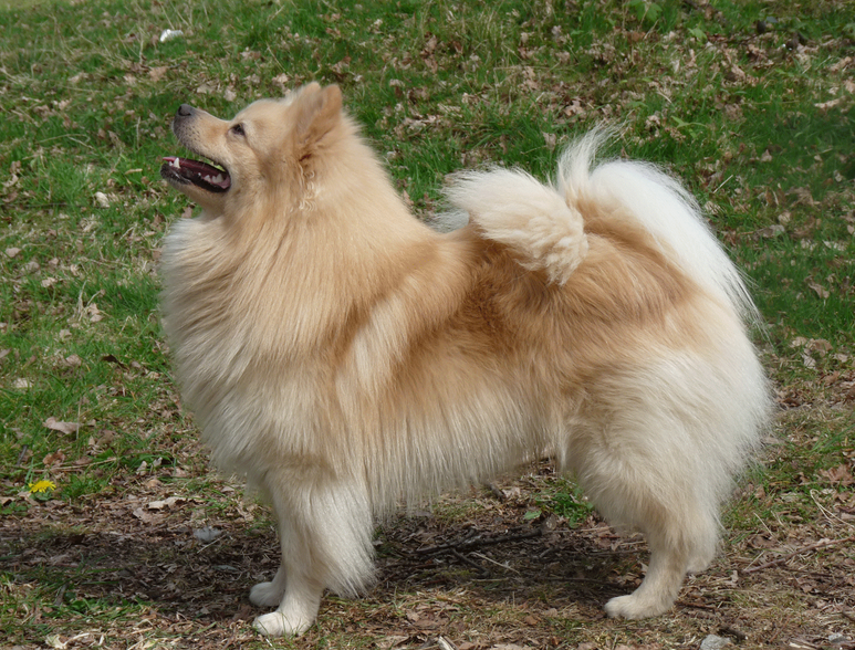 spitz alemán en foto