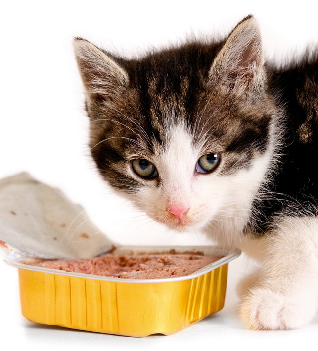 alimentación adecuada de los gatos
