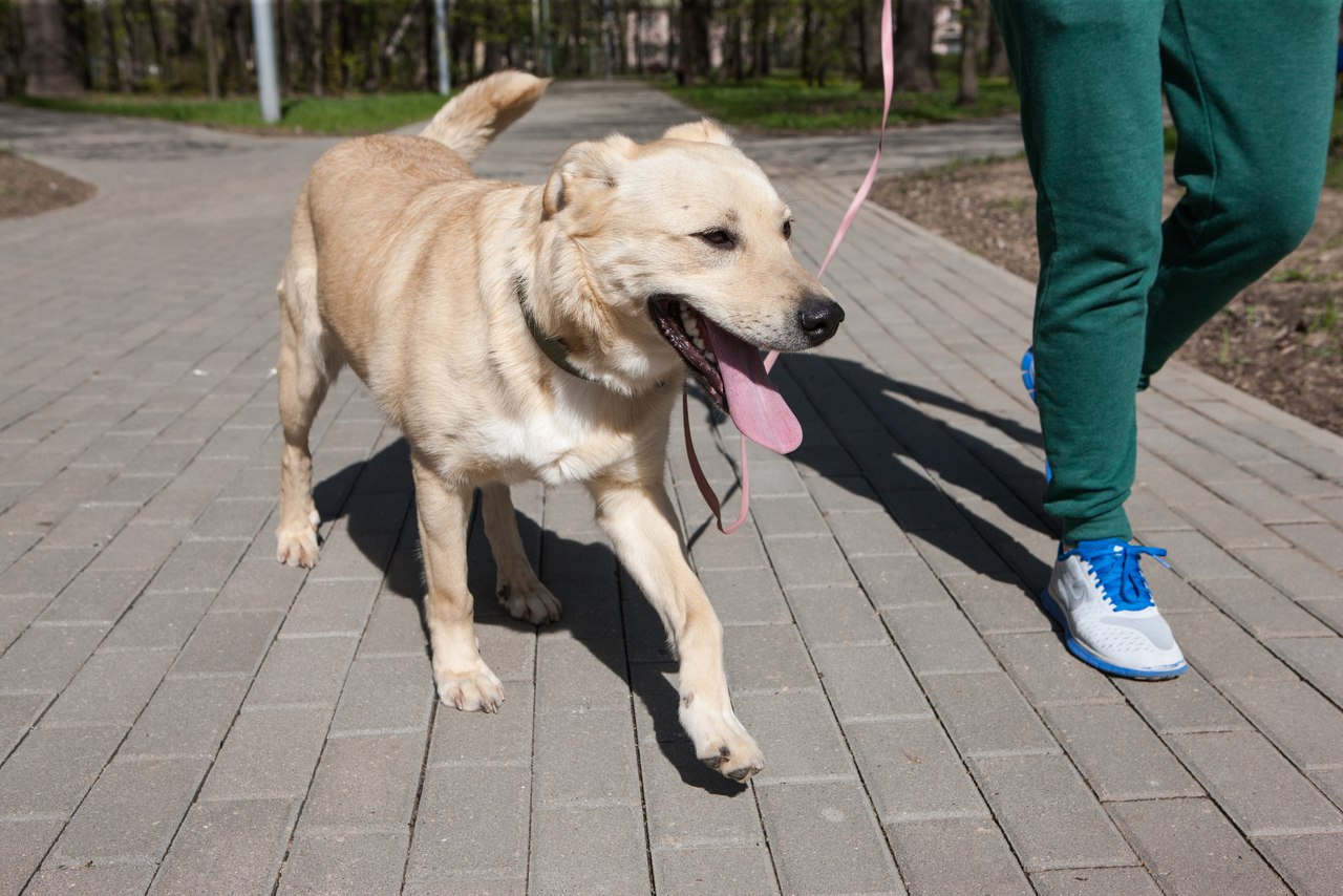 perro participante de la exposición