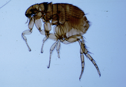 Pulga