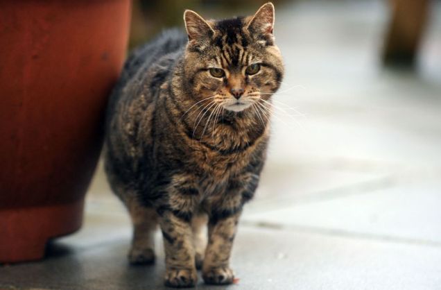 gata mayor