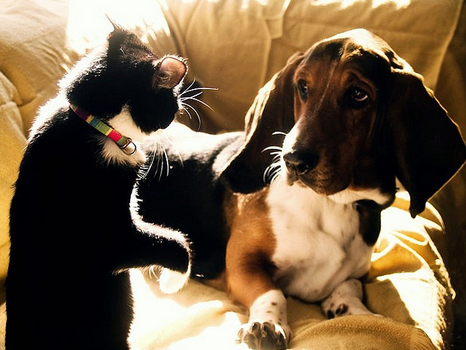 Gato y perro: ¿paz o guerra?