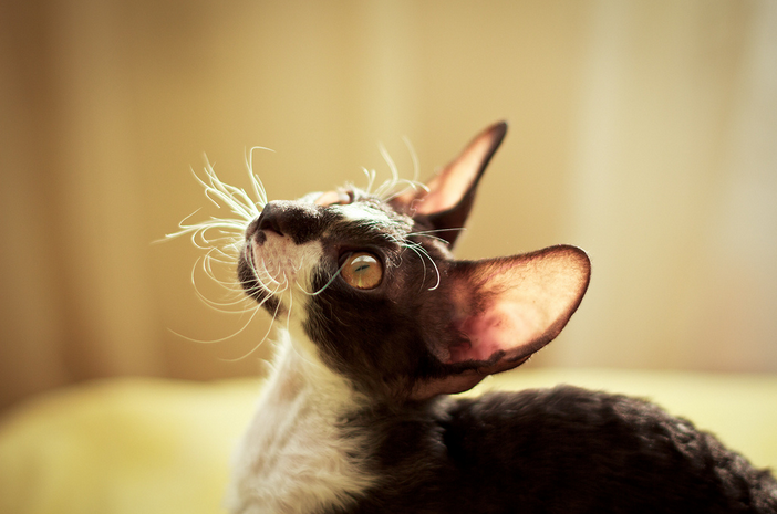 Cornish Rex Foto
