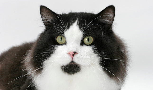 gatos de la raza Cymric