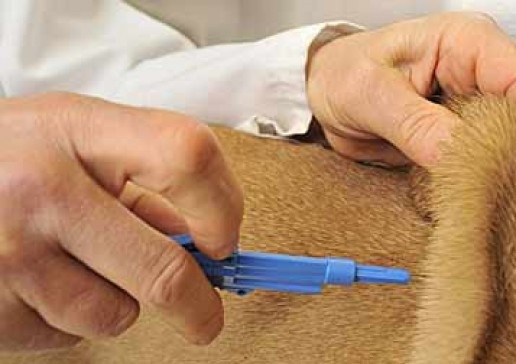 Microchip en perros