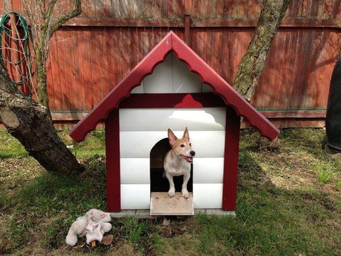 caseta para perro, perro, caseta, casa para perro, dónde colocar la caseta, de qué hacer la caseta, cómo construir la caseta,