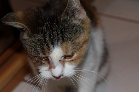 tratamiento de la clamidiosis en gato