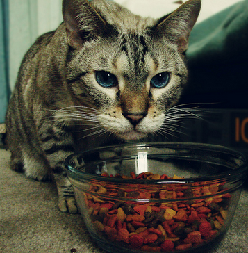 La sobrealimentación puede ser causa de gastritis en gatos