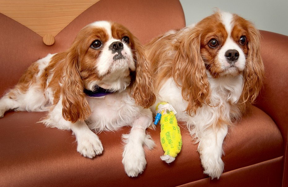 toy spaniels