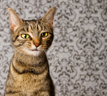 Los gatos también estornudan