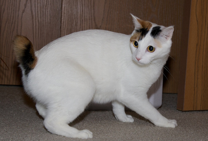Apariencia del bobtail japonés
