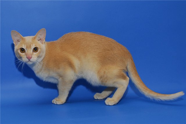 Gato burmés de color crema