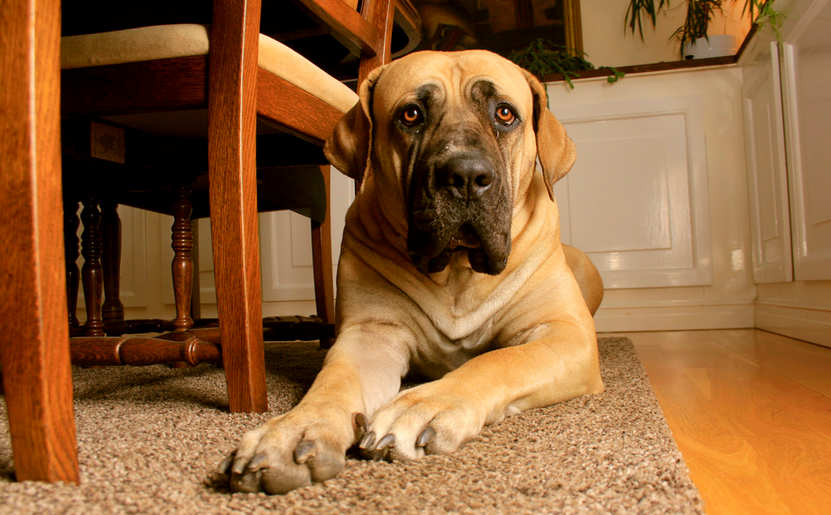 Foto de boerboel sudafricano