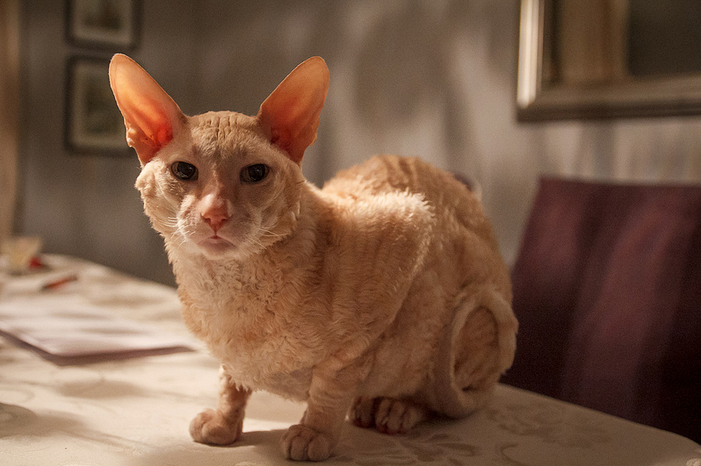 Cornish Rex auf Foto