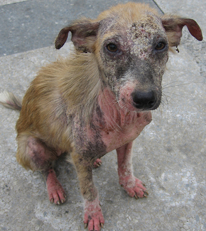 eczema en el perro en la foto