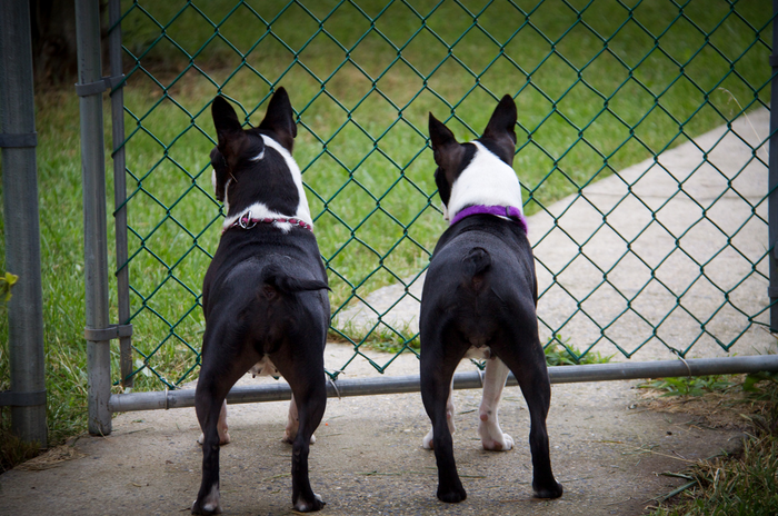 cuidados del Boston terrier
