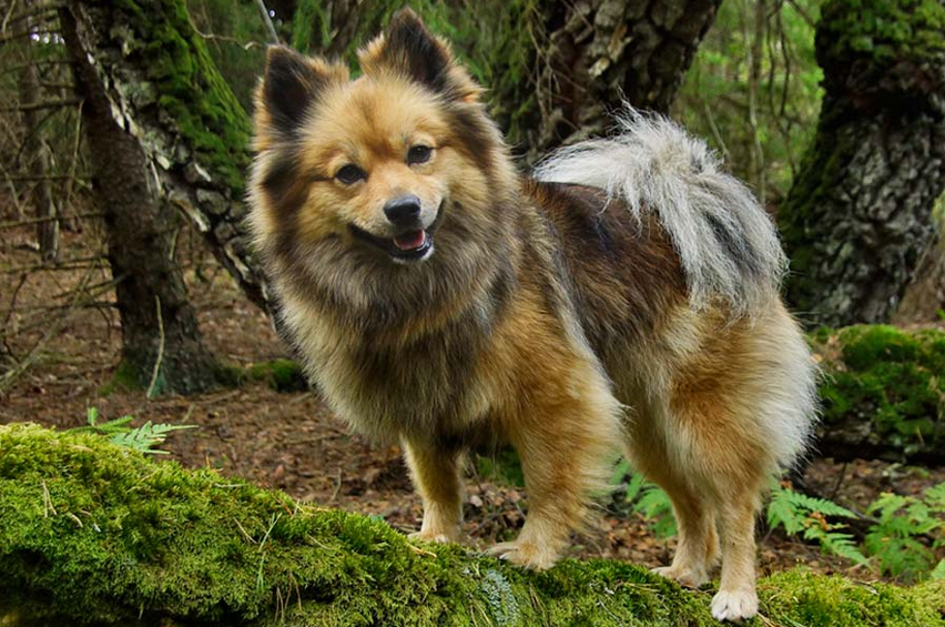 Mittelspitz (spitz mediano, spitz alemán)