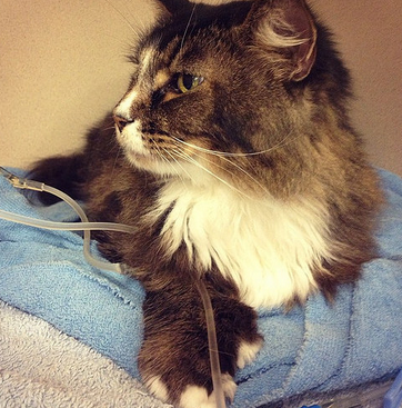 Obstrucción intestinal en gatos: tratamiento