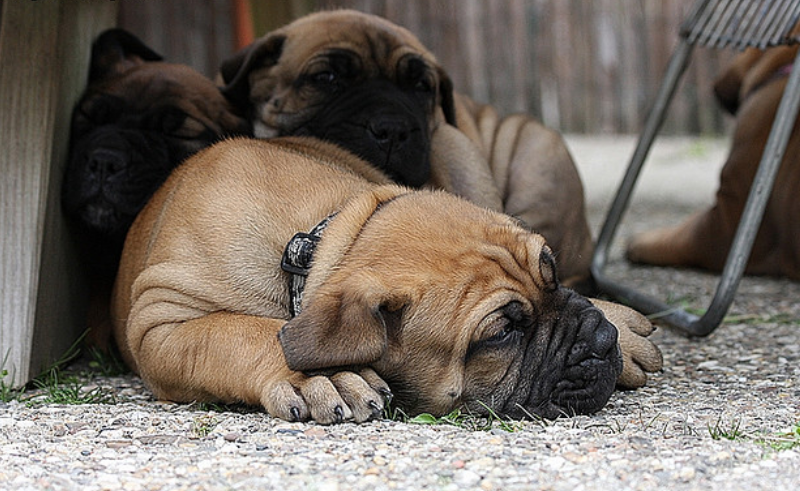 cachorros de boerboel