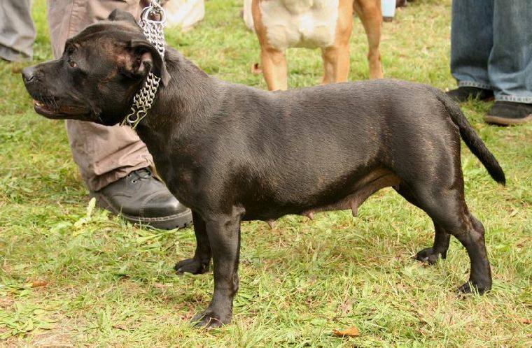 Foto de Staffordshire Bull Terrier