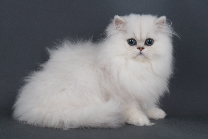 gato chinchilla
