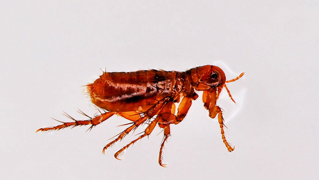 Las pulgas y las garrapatas transmiten con mucha frecuencia los patógenos de las enfermedades zooantroponóticas