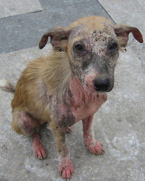 Dermatitis en perros