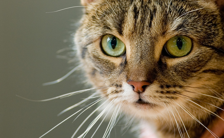 Foto de gato europeo de pelo corto