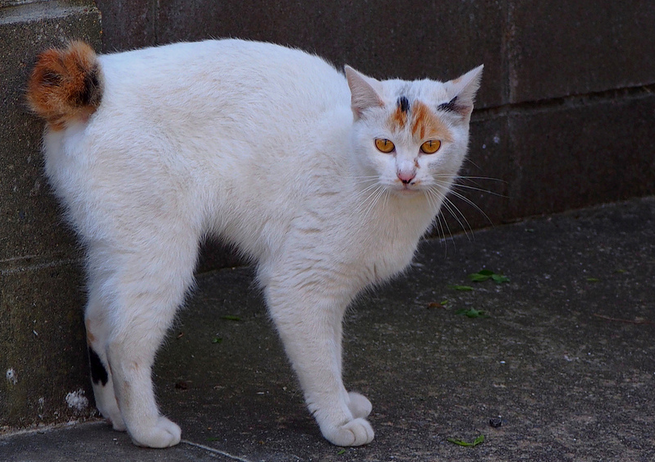 Origen del Bobtail japonés