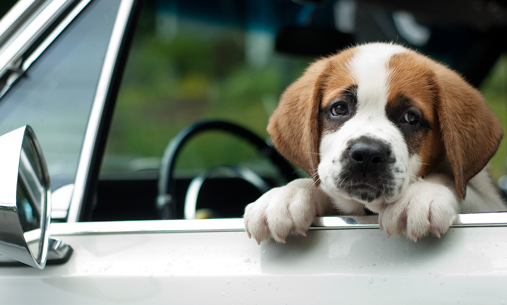 perro de rescate